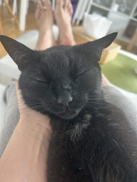 Empathie ermöglicht uns nicht nur, uns in andere Lebewesen hineinzuversetzen, sondern auch, Handlungen und Absicht vorherzusagen.